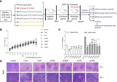 American ginseng with different processing methods ameliorate immunosuppression induced by cyclophosphamide in mice via the MAPK signaling pathways